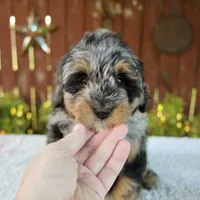 Nicki, a male Miniature Bernedoodle for sale in Millersburg, OH – 4 of 9