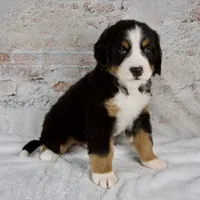 Rocky, a male Bernese Mountain Dog for sale in Millersburg, OH – 2 of 6