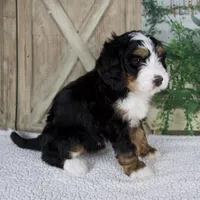 Tyler, a male Miniature Bernedoodle for sale in Millersburg, OH – 5 of 6