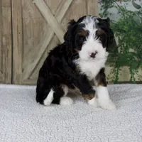 Triston, a male Miniature Bernedoodle for sale in Millersburg, OH – 4 of 5