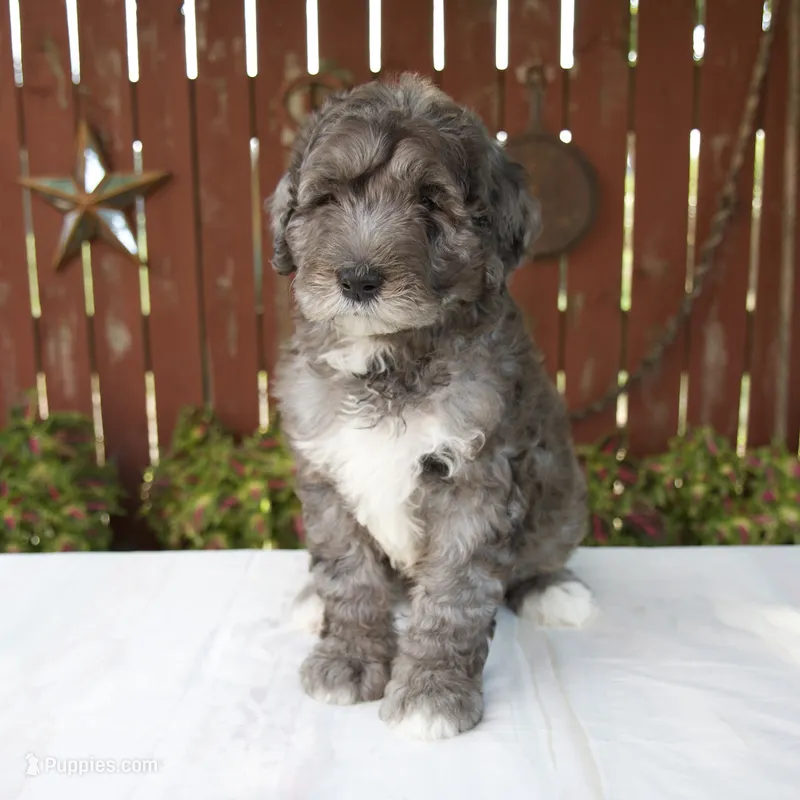 Marybeth – Schnoodle puppy for sale in Millersburg, OH