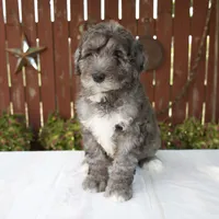 Marybeth, a female Schnoodle for sale in Millersburg, OH – 1 of 6