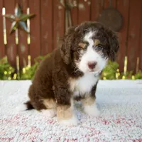 Nicole, a female Miniature Bernedoodle for sale in Millersburg, OH – 3 of 7