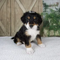 Esme, a female Bernese Mountain Dog for sale in Millersburg, OH – 5 of 8