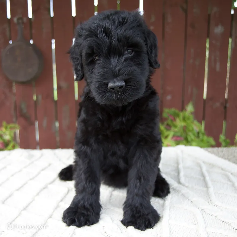 Tucker – Giant Schnauzer puppy for sale in Millersburg, OH