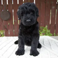Tucker, a male Giant Schnauzer for sale in Millersburg, OH – 1 of 10