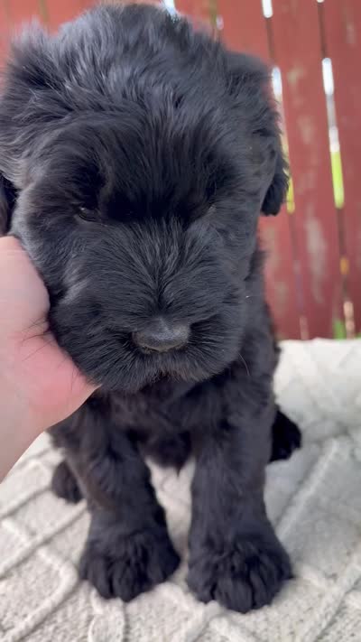 Theodore, a male Giant Schnauzer for sale in Millersburg, OH – 8 of 8