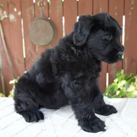 Travis, a male Giant Schnauzer for sale in Millersburg, OH – 6 of 10