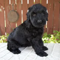 Teresa, a female Giant Schnauzer for sale in Millersburg, OH – 2 of 10