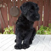 Tyler, a male Giant Schnauzer for sale in Millersburg, OH – 4 of 9