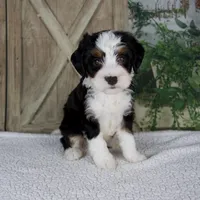 Tiffany, a female Miniature Bernedoodle for sale in Millersburg, OH – 2 of 5