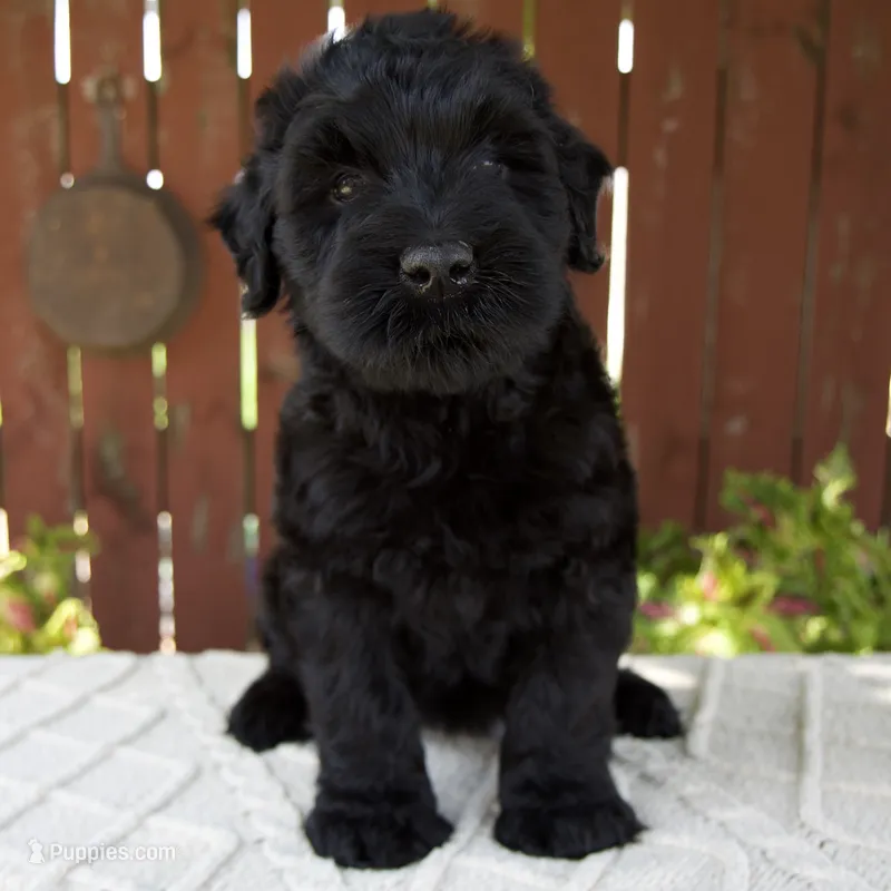 Teresa – Giant Schnauzer puppy for sale in Millersburg, OH