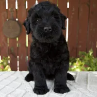 Teresa, a female Giant Schnauzer for sale in Millersburg, OH – 1 of 10