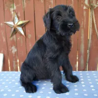 Anita, a female Giant Schnauzer for sale in Millersburg, OH – 5 of 5