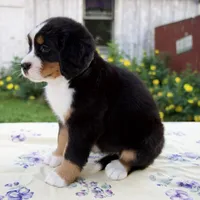 Samantha, a female Bernese Mountain Dog for sale in Millersburg, OH – 3 of 7