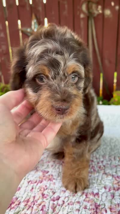 Neil, a male Miniature Bernedoodle for sale in Millersburg, OH – 7 of 7