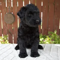 Teresa, a female Giant Schnauzer for sale in Millersburg, OH – 3 of 10
