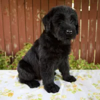 Rhonda, a female Giant Schnauzer for sale in Millersburg, OH – 3 of 5