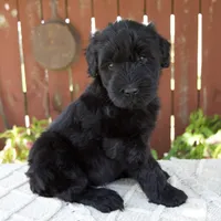 Tiffany, a female Giant Schnauzer for sale in Millersburg, OH – 2 of 10