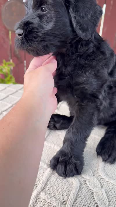 Tyler, a male Giant Schnauzer for sale in Millersburg, OH – 7 of 9