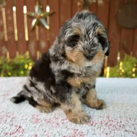 Nicki, a male Miniature Bernedoodle for sale in Millersburg, OH – 2 of 9
