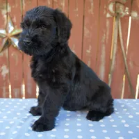 Alice, a female Giant Schnauzer for sale in Millersburg, OH – 7 of 7
