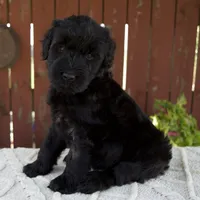 Tiffany, a female Giant Schnauzer for sale in Millersburg, OH – 3 of 10