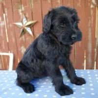 Ava, a female Giant Schnauzer for sale in Millersburg, OH – 6 of 6