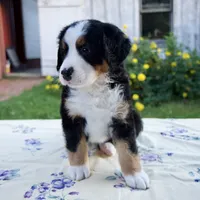Sandra, a female Bernese Mountain Dog for sale in Millersburg, OH – 5 of 6