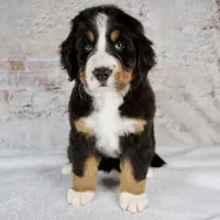 Renae, a male Bernese Mountain Dog for sale in Millersburg, OH – 1 of 6