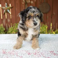 Nate, a male Miniature Bernedoodle for sale in Millersburg, OH – 4 of 8