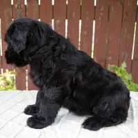Trey, a male Giant Schnauzer for sale in Millersburg, OH – 6 of 9