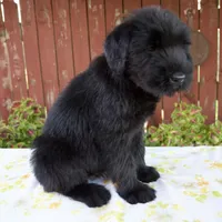 Rachelle, a female Giant Schnauzer for sale in Millersburg, OH – 7 of 7