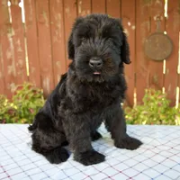 Olen, a male Giant Schnauzer for sale in Millersburg, OH – 5 of 5