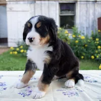 Shyann, a female Bernese Mountain Dog for sale in Millersburg, OH – 3 of 6