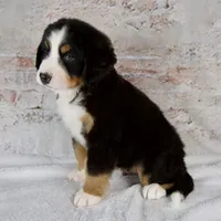 Rocky, a male Bernese Mountain Dog for sale in Millersburg, OH – 4 of 6