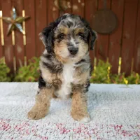 Nate, a male Miniature Bernedoodle for sale in Millersburg, OH – 5 of 8