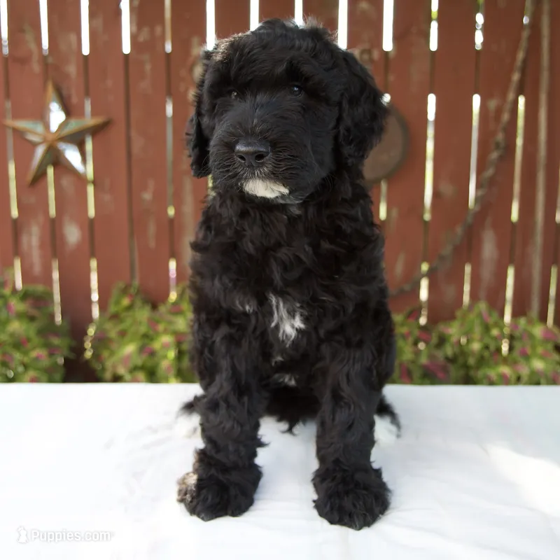 Matthias – Schnoodle puppy for sale in Millersburg, OH