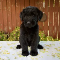 Roxann, a female Giant Schnauzer for sale in Millersburg, OH – 6 of 8