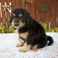 Noelle, a female Miniature Bernedoodle for sale in Millersburg, OH – 2 of 8
