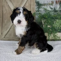 Tyler, a male Miniature Bernedoodle for sale in Millersburg, OH – 3 of 6