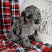 Danny, a male Schnoodle for sale in Millersburg, OH – Photo 5 of 5