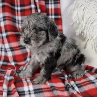 Danny, a male Schnoodle for sale in Millersburg, OH – Photo 2 of 5