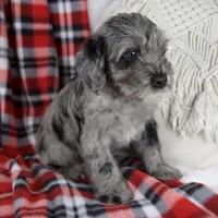 Danny, a male Schnoodle for sale in Millersburg, OH – Photo 3 of 5