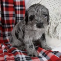 Danny, a male Schnoodle for sale in Millersburg, OH – Photo 4 of 5