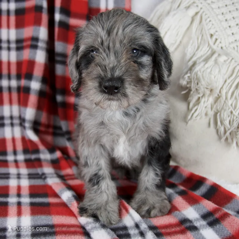 Danny – Schnoodle puppy for sale in Millersburg, OH