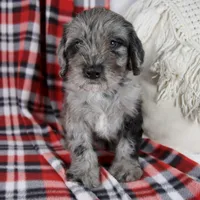 Danny, a male Schnoodle for sale in Millersburg, OH – Photo 1 of 5