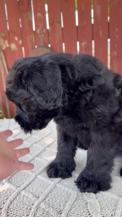 Travis, a male Giant Schnauzer for sale in Millersburg, OH – 10 of 10