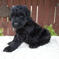 Tucker, a male Giant Schnauzer for sale in Millersburg, OH – 7 of 10