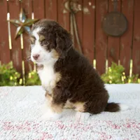 Nicole, a female Miniature Bernedoodle for sale in Millersburg, OH – 2 of 7